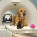 Does banfield have high tech machines for surgery on dogs​