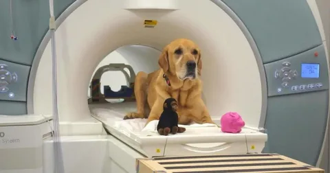 Does banfield have high tech machines for surgery on dogs​