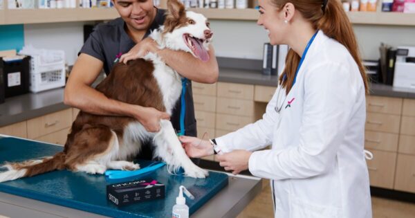 How much do vet techs make​